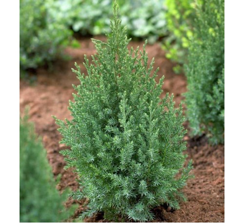 Можжевельник китайский  Стрикта (Stricta) С 2,5